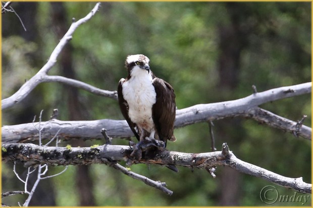 1Dx0712OspreyYNPJun'14(7.5x5,150rr,cpywrt)