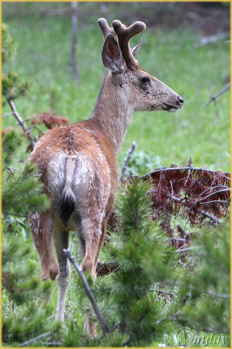 1Dx1180WhitetailPelicanYNPJun'14(7.5x5,150rr,cpywrt)