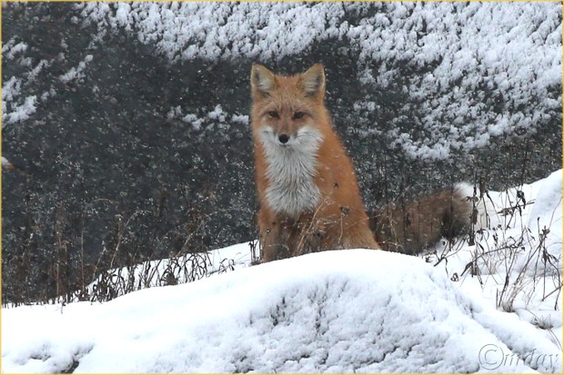 1DX1415RedFox(7.5x5,bdr150rr)