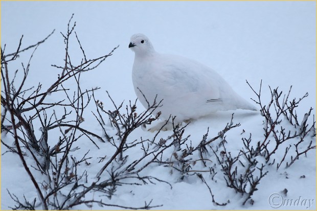 1DX1534Ptarmigan(7.5x5,150cpywrtrr)