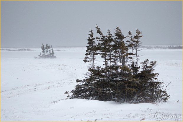 1DX1784StuntedTrees(7.5x5,cpywrt,150rr)