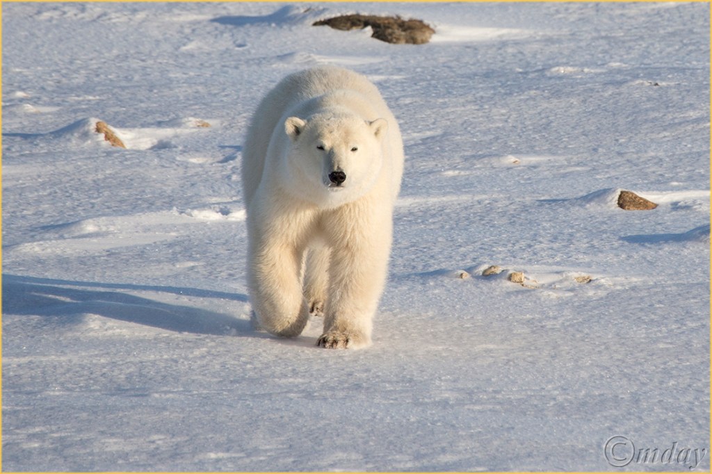 1DX3090PolarbearFromRAW(7.5x5,150cptrr)