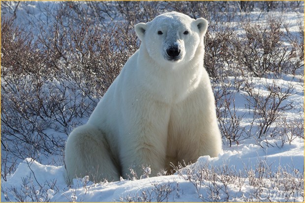 1DX3290PolarBearsChurchill(7.5x5,150cpywrt)