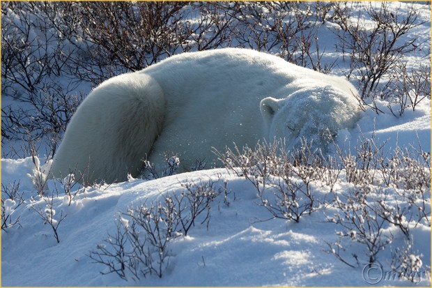 1DX3313PolarBearsChurchill(7.5x5,150cpywrt)