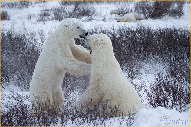 1DX3843PolarBearsChurchill(7.5x5,150cpywrt)