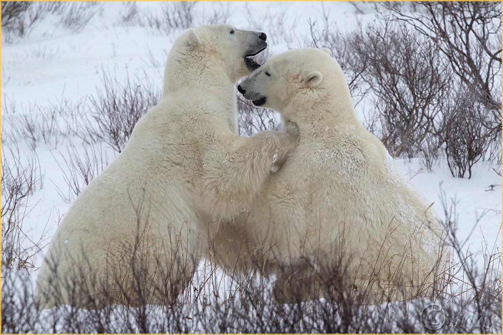 1DX4122PolarBearsChurchill(7.5x5,150cpywrt)