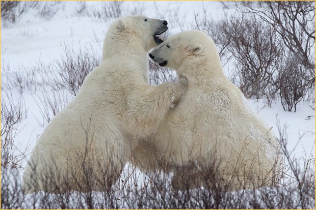 1DX4122PolarBearsChurchill(7.5x5,150cpywrt)