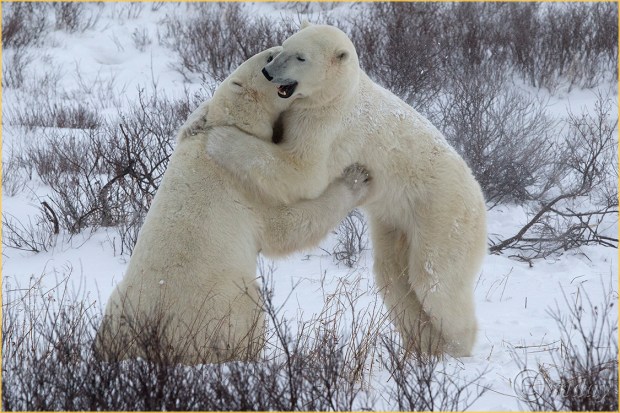 1DX4133PolarBearsChurchill(150rrcpywrt)