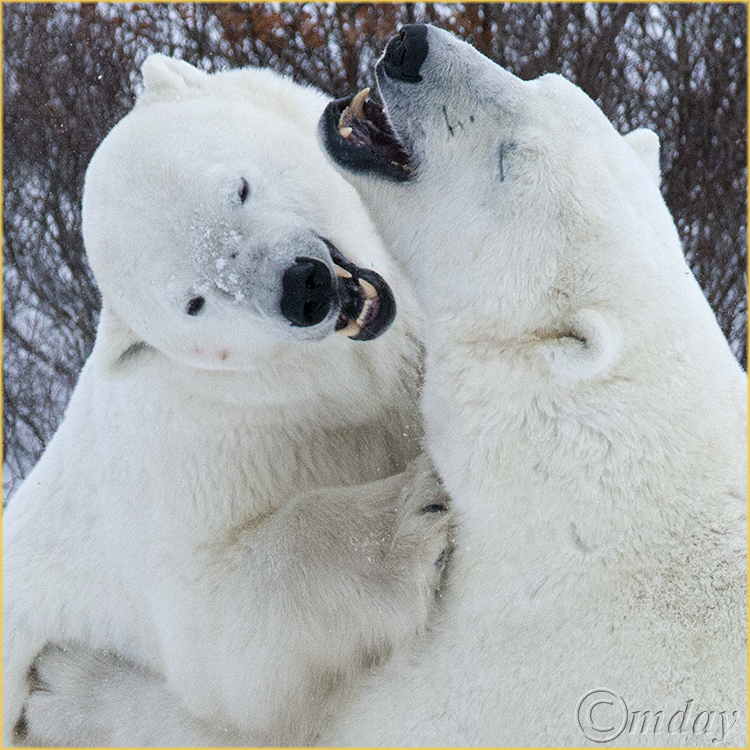 5Dll*f1476PolarBears(5x5,cpywrt,150rr)
