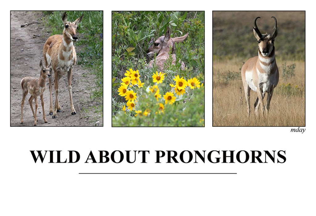 10.WildAboutPronghorns(7.5x5.1,150rr)