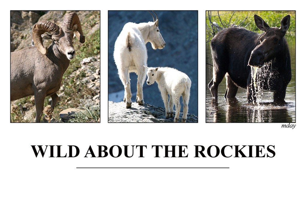 11.WildAboutRockies(7.5x5,150rr)