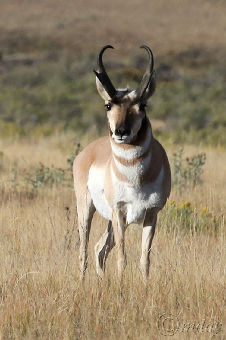 3.1DX5493PronghornHL(5x7.5,150rrcpywrt)