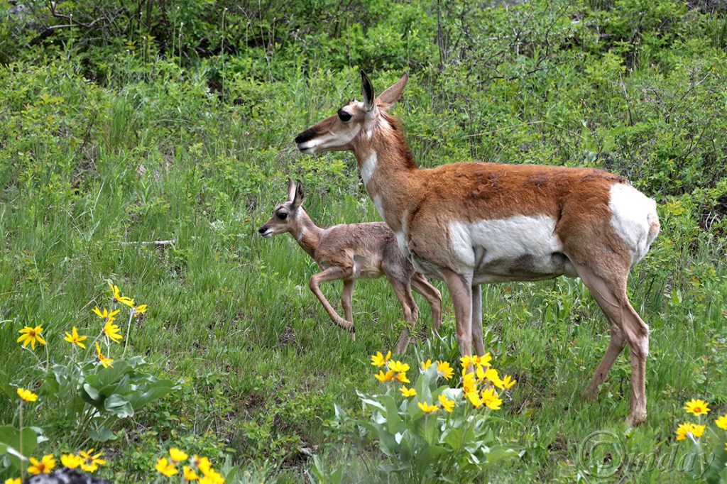 6.1DX0253Pronghorn&FawnYNP'14(7.5x150rrcpywrt)