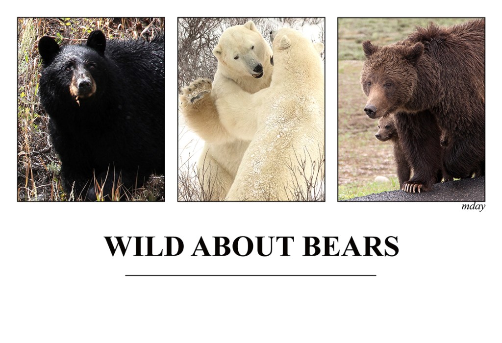 9.WildAboutBears3(7.5x5.1,150rr)
