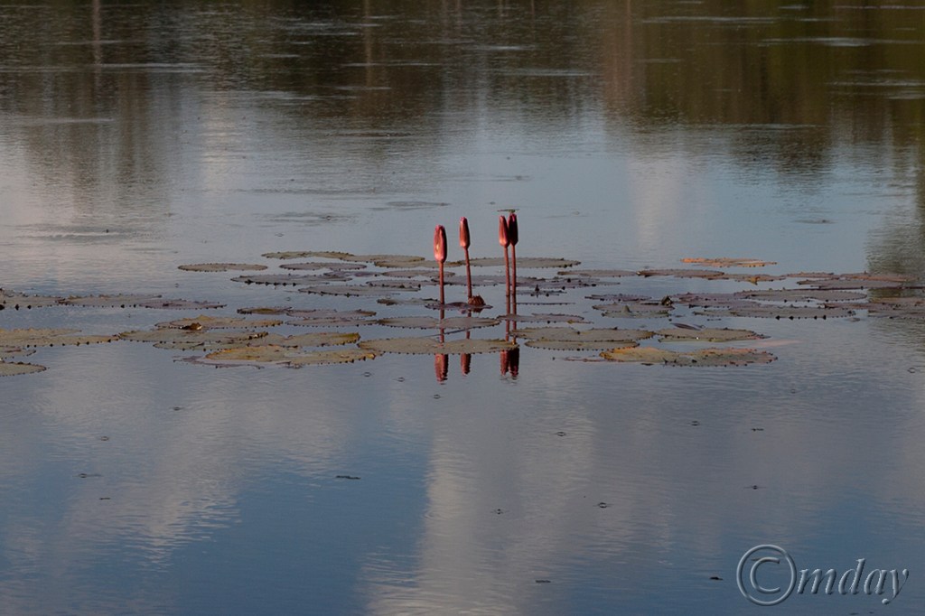 1.5DII*g6997AngkorWatLotus(b7.5x5,150rrcpywrt)