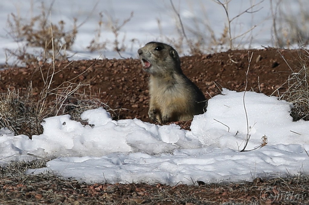 10.1DX6256PrairieDogHuttonApr'16(7.5x5,150cpywrt)