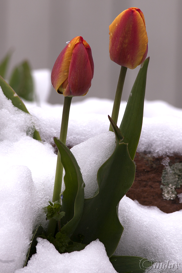 12.5DIIc5604TulipsSnowMother'sDay'16(7.5x5,150cpywrt)