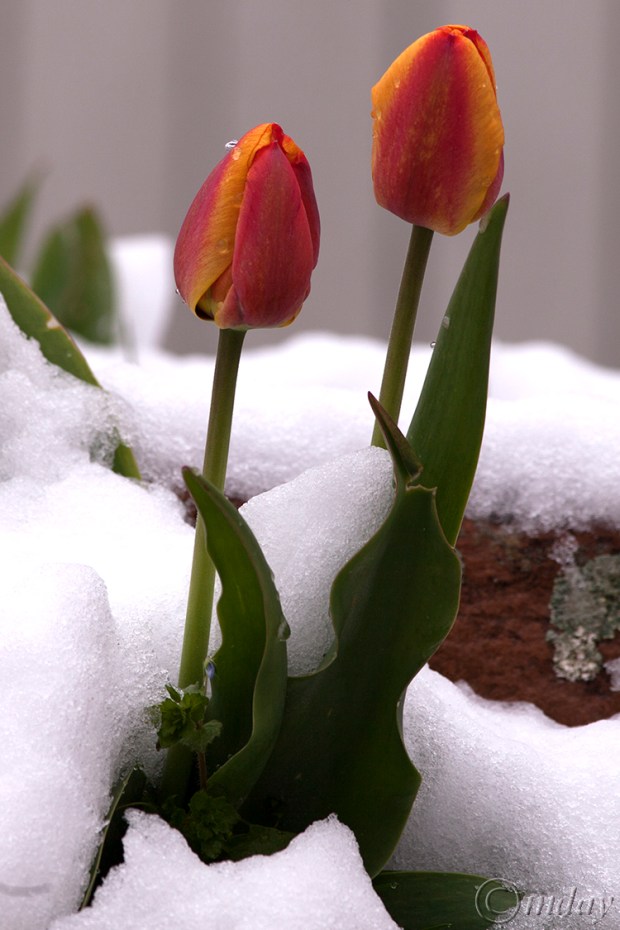 12.5DIIc5604TulipsSnowMother'sDay'16(7.5x5,150cpywrt)