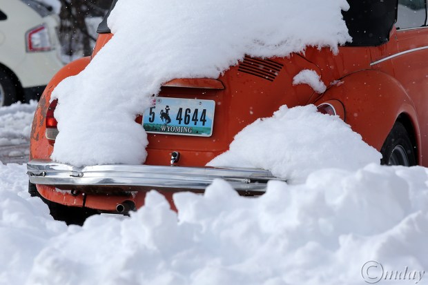 2.1DX6354Bug&SnowApr'16(7.5x5,150cpywrt)