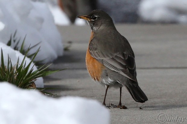 3.1DX6342RobbinApr'16(7.5x5,150cpywrt)