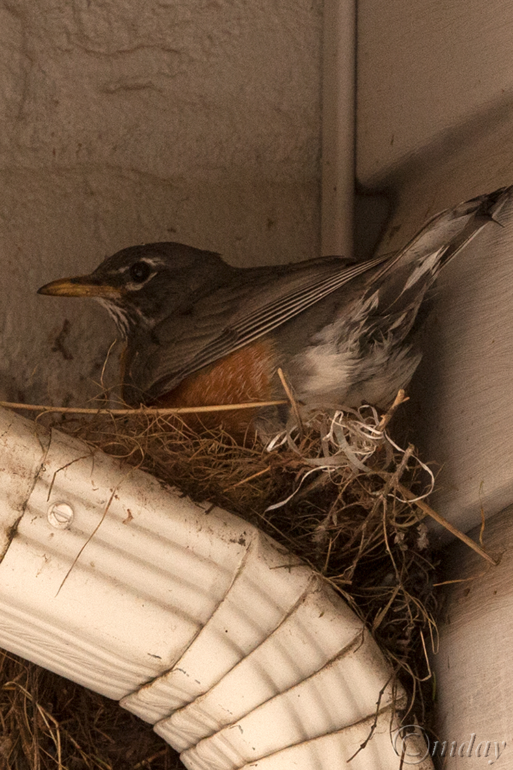 4.5DIIc5657RobinNestMother'sDay'16(7.5x5,150cpywrt)