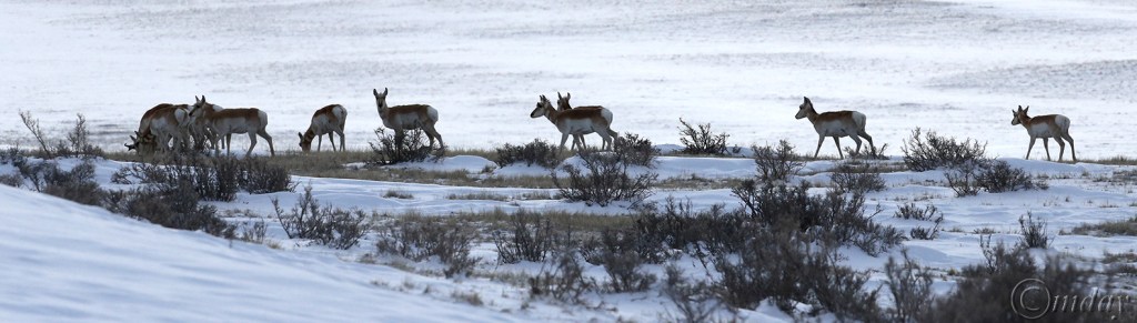 6.1DX5801PronghornSnow(10x3,150cpywrt)