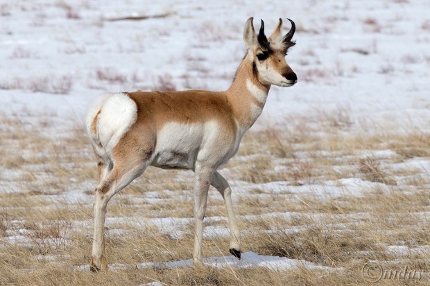 7.1DX6071PronghornHuttonApr'16(7.5x5,150rcpywrt)