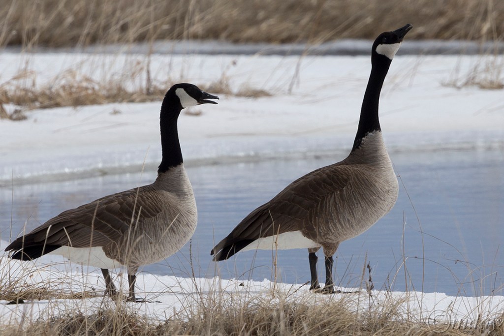 8.1DX6123CanadaGooseApr'16(7.5x5,150cpywrt)