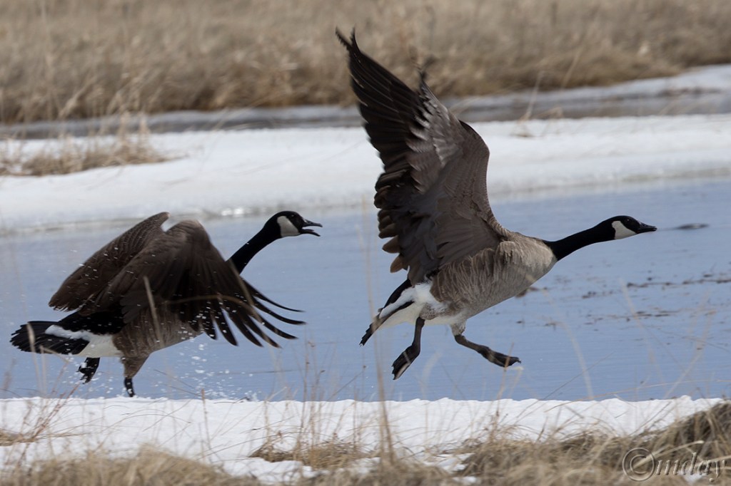 9.1DX6125CanadaGooseApr'16(7.5x5,150cpywrt)