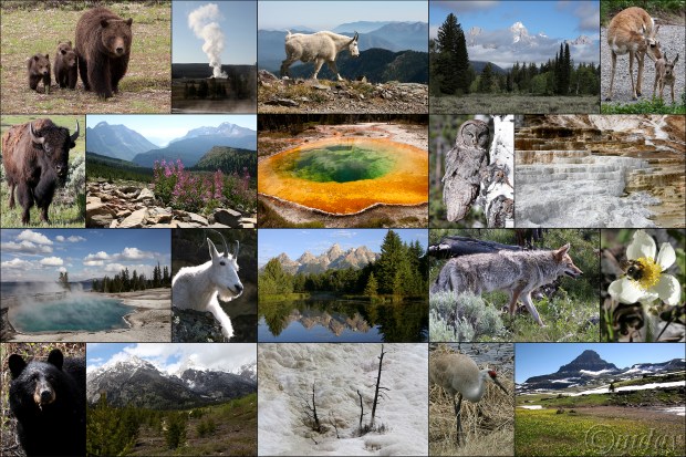 Majestic Collage1-20(7.5x5,300cpywrt)