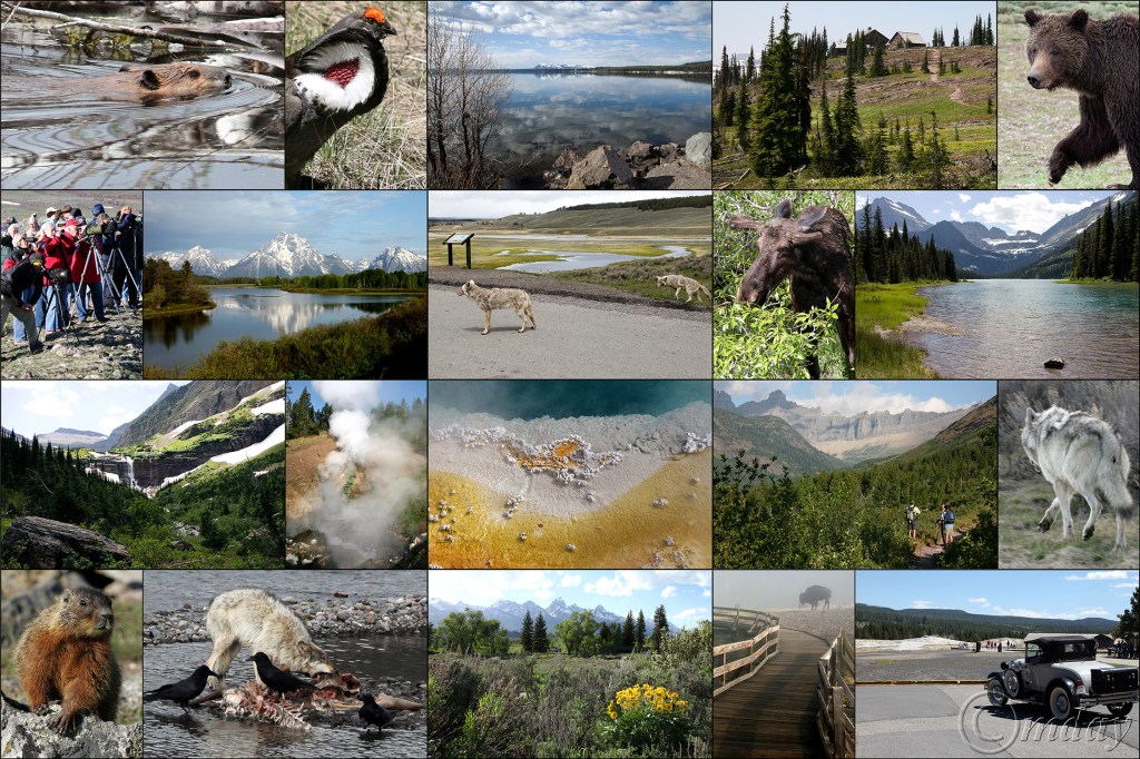 MajesticCollage61-80(7x5x5,300cpywrt)