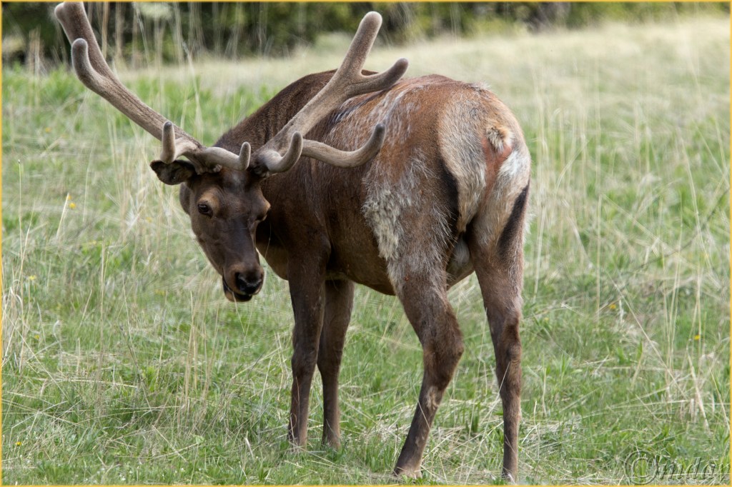 11.1DX7373ElkYNPMay'16(7.5x5,300cpywrtbd)