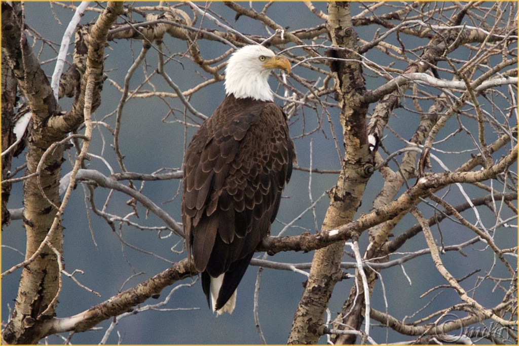 12.1DX7033BaldEagleYNPMay'16(7.5x5,300rbdcpywrt)