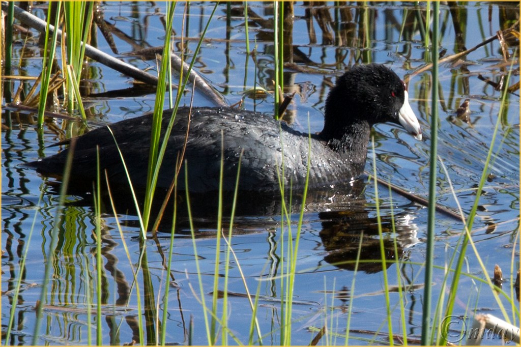 13.1DX7180AmCootYNPMay'16(7.5x5,300cpywrtbd)