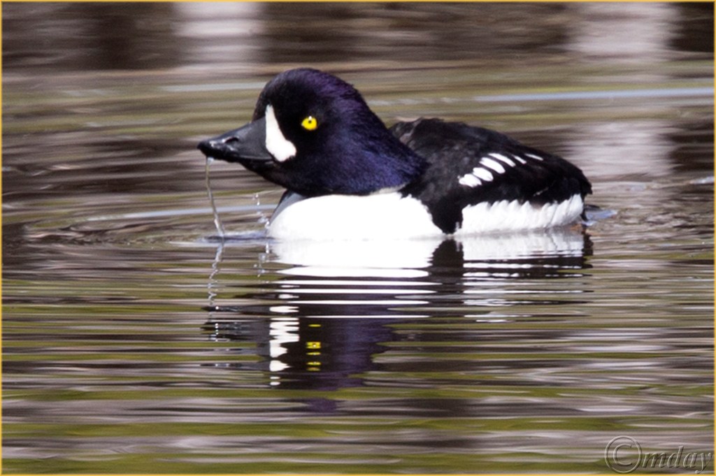 14.1DX7224B_GoldeneyeYNPMay'16(7.5x5,300cpywrtbd)