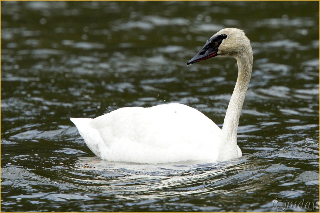 15.1DX7264TrumpSwanYNPMay'16(7.5x5,300rbdcpywrt)