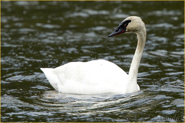 15.1DX7264TrumpSwanYNPMay'16(7.5x5,300rbdcpywrt)