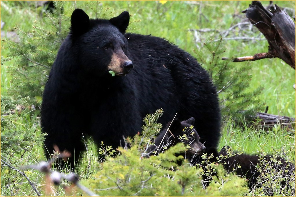 17.1DX6597BlkBearFamilyYNPMay'16(7.5x5,300cpywrtbd)