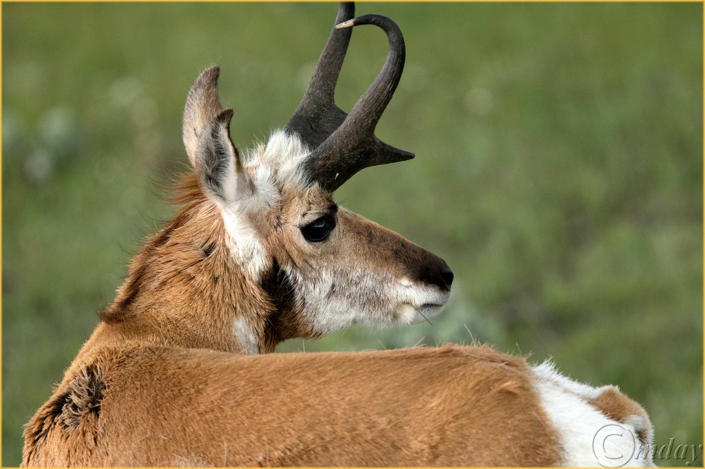 19.1DX7728PronghornYNPMay'16(7.5x5,300cpywrtbd)