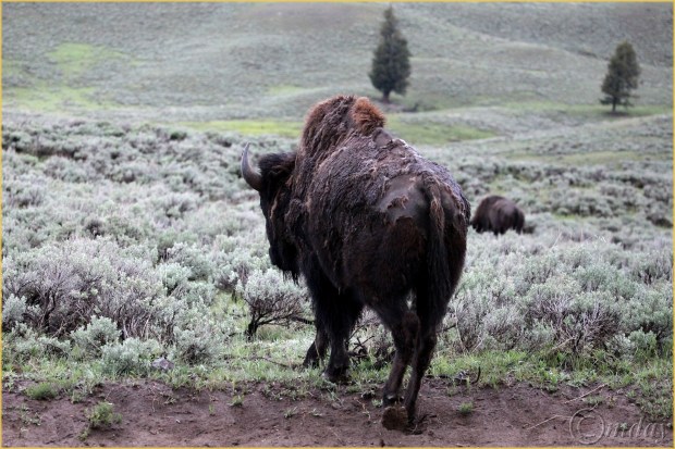 20.5DIIc5830BisonYNPMay'16(7.5x5,300bdcpywrt)