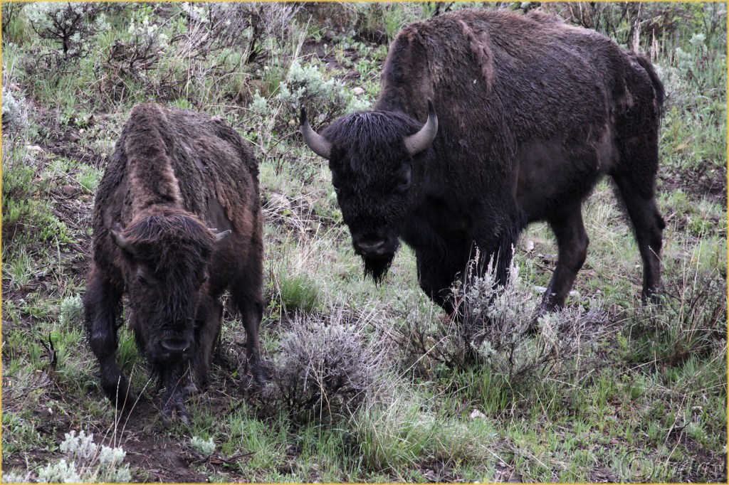 8.5DIIc5817BisonYNPMay'16(7.5x5,300cpywrtbd)