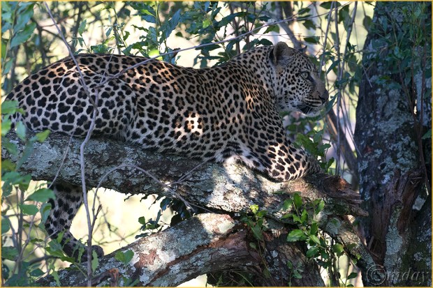 1.1DXb0517LeopardTreeKlein's'16(7.5x5,150cpyrt)