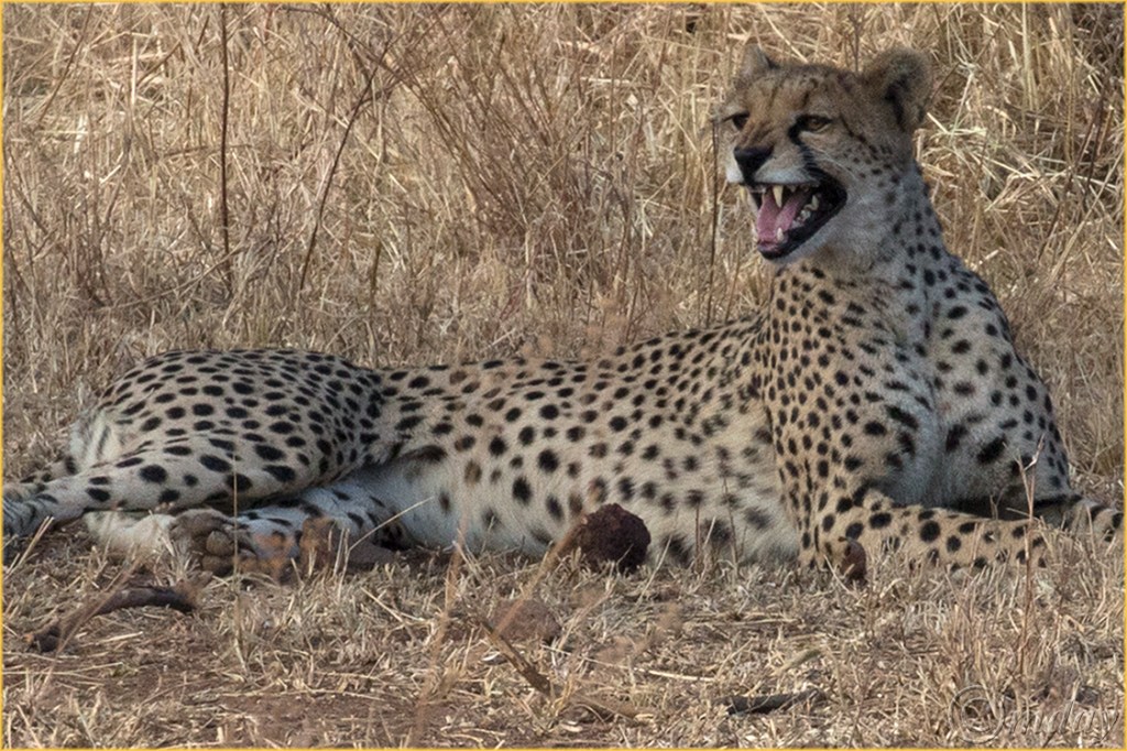 1.1DXb1767CheetahsGrumeti'16(7.5x5,150cpyrt)