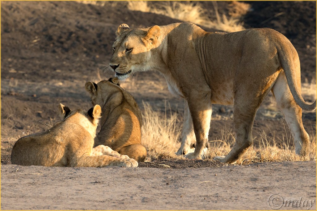 1.1DXb3001LionsGrumeti'16(7.5x5,150cpyrt)