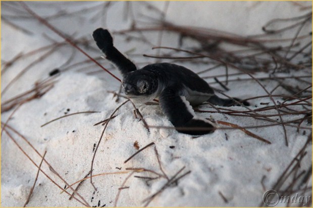 1.5DII*h1063YngSeaTurtles(7.5x5,150cpyrt)