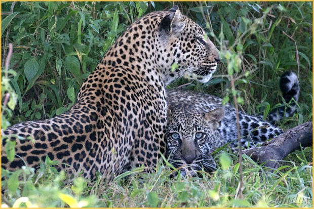 1DXb0730LeopardsKlein's'16(7.5x5,150cpyrt)