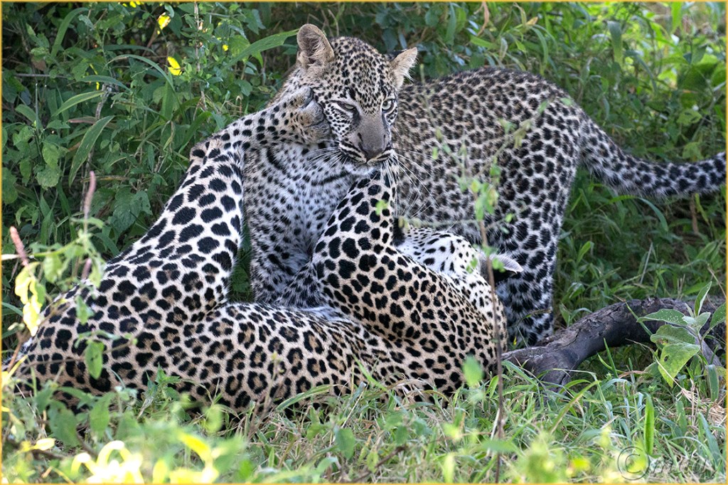 1DXb0741LeopardCubsKlein's'16(7.5x5,150cpyrt)