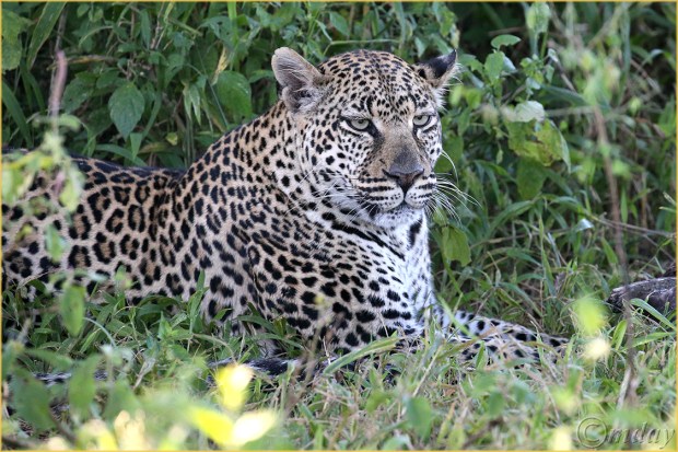 2.1DXb0617LeopardKlein's'16(7.5x5,150cpyrt)