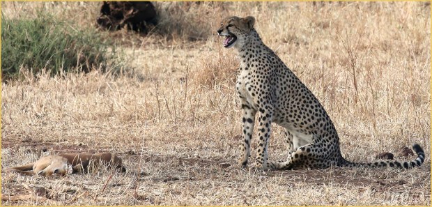 2.1DXb1796CheetahsGrumeti'16(7.5x3.5,150cpyrt)