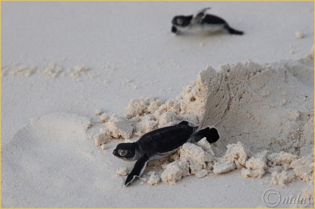 2.5DII*h1072YngSeaTurtles(7.5x5,150cpyrt)